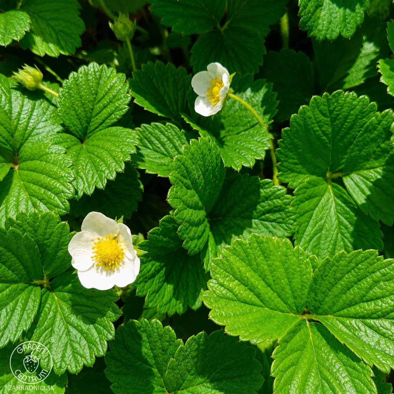 Obrázok Jahoda ananásová - Pineberry (Fragaria × ananassa) ´SNOW WHITE´ - P9